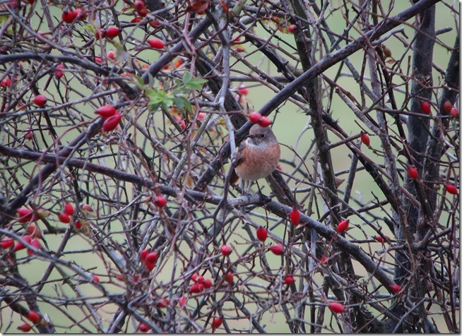 Redstart Alkboro 13.09.14 P2