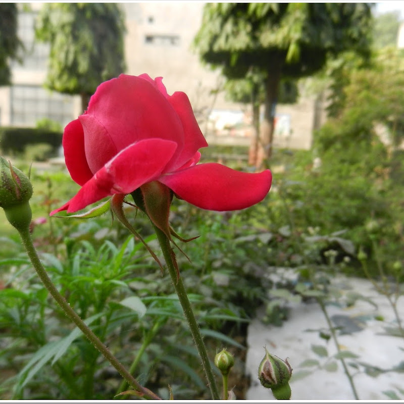 First Rose of our Faculty, JMI