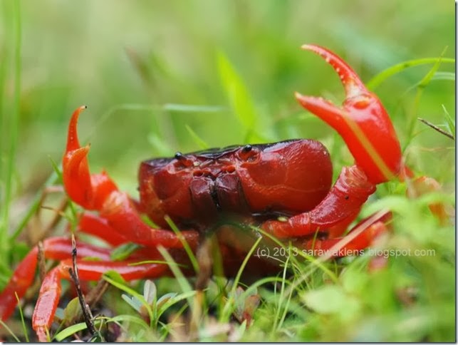 Terrathelphusa_semi_terrestrial_crab_borneo_sarawak_