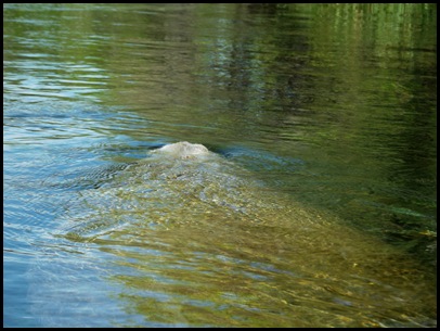 kayaking the Ichtucknee 176