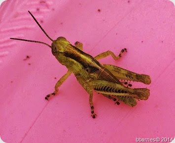 July 16 Grasshopper
