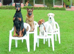 dog-school dog-school