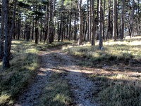 Kratek odsek poti skozi borov gozd