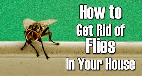 home remedies for flies_1