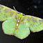 green geometer moth