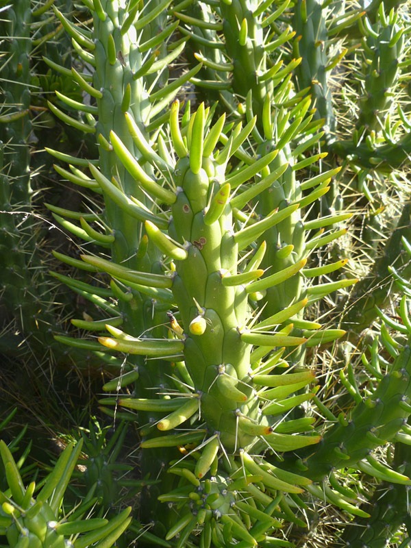 [120208_CactusJungle_Austrocylindropuntia-subulata%255B7%255D.jpg]