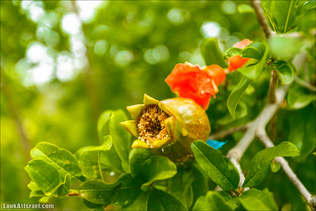 Неот Кдумим - Заповедник библейской природы | נאות קדומים