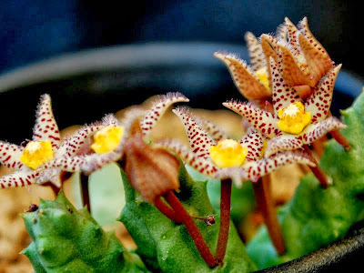 25 ++ ガガイモ 花 臭い 134765-ガガイモ 花 臭い