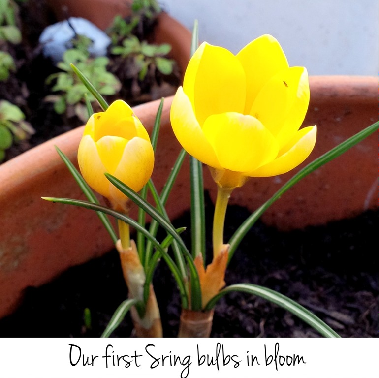 [our-first-spring-bulbs7.jpg]