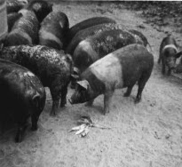 pigs on farm