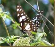 butterfly in Zanzibar 1