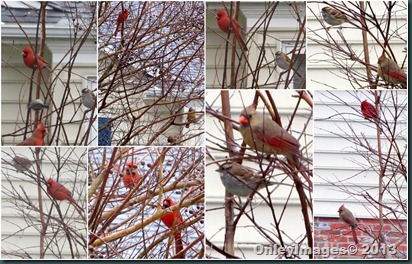 many cardinals1