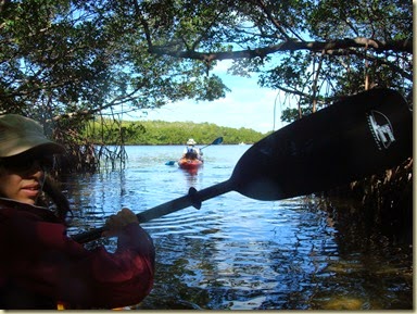 paddling out of the mangrove tunnels