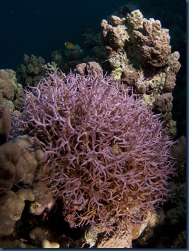 IMG_3080 IMG_3080