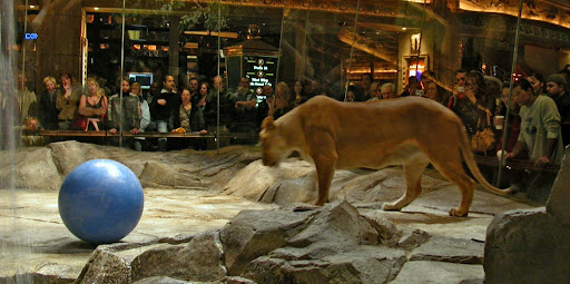 MGM Grand lion exhibit 1024x510 Richest Casinos In The World