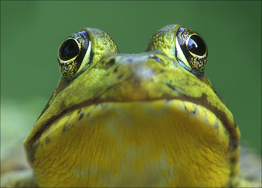 green frog Amphibians & Reptiles