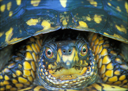 Eastern Box Turtle Amphibians & Reptiles