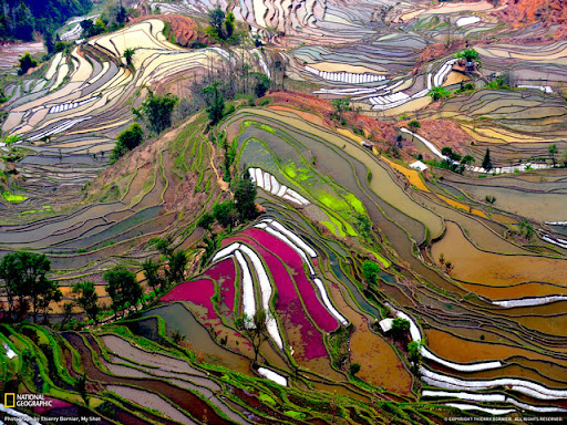 Terraced Rice Field Beautiful Landscape Photos
