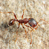 Big-headed Ant