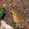 Asian common Toad