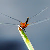 Yellow banded Dragonfly