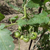Tomato plants (Ντοματιές)
