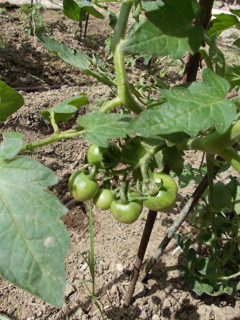 Tomato plants (Ντοματιές)