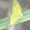 Little Yellow Butterfly