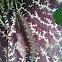 Florida Polydamas Swallowtail