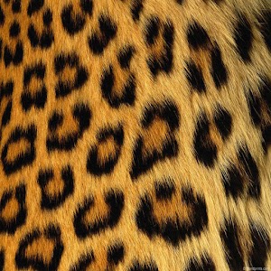 Cheetah Keyboard Skin