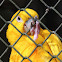 Ararajuba/Golden Conure/Golden Parakeet
