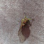 Cicada, kihikihi kai