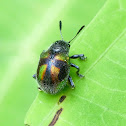 Eumolpine leaf beetle