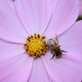 by Ina-Mart Botha - Novices Only Flowers & Plants
