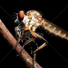 by Ayang Julieana Mohamed - Animals Insects & Spiders