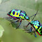 Jewel Bug