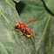 De Oriëntaalse hoornaar (Vespa orientalis)