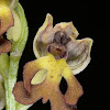 Punctate Orchid