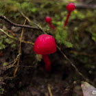 Red Mushroom