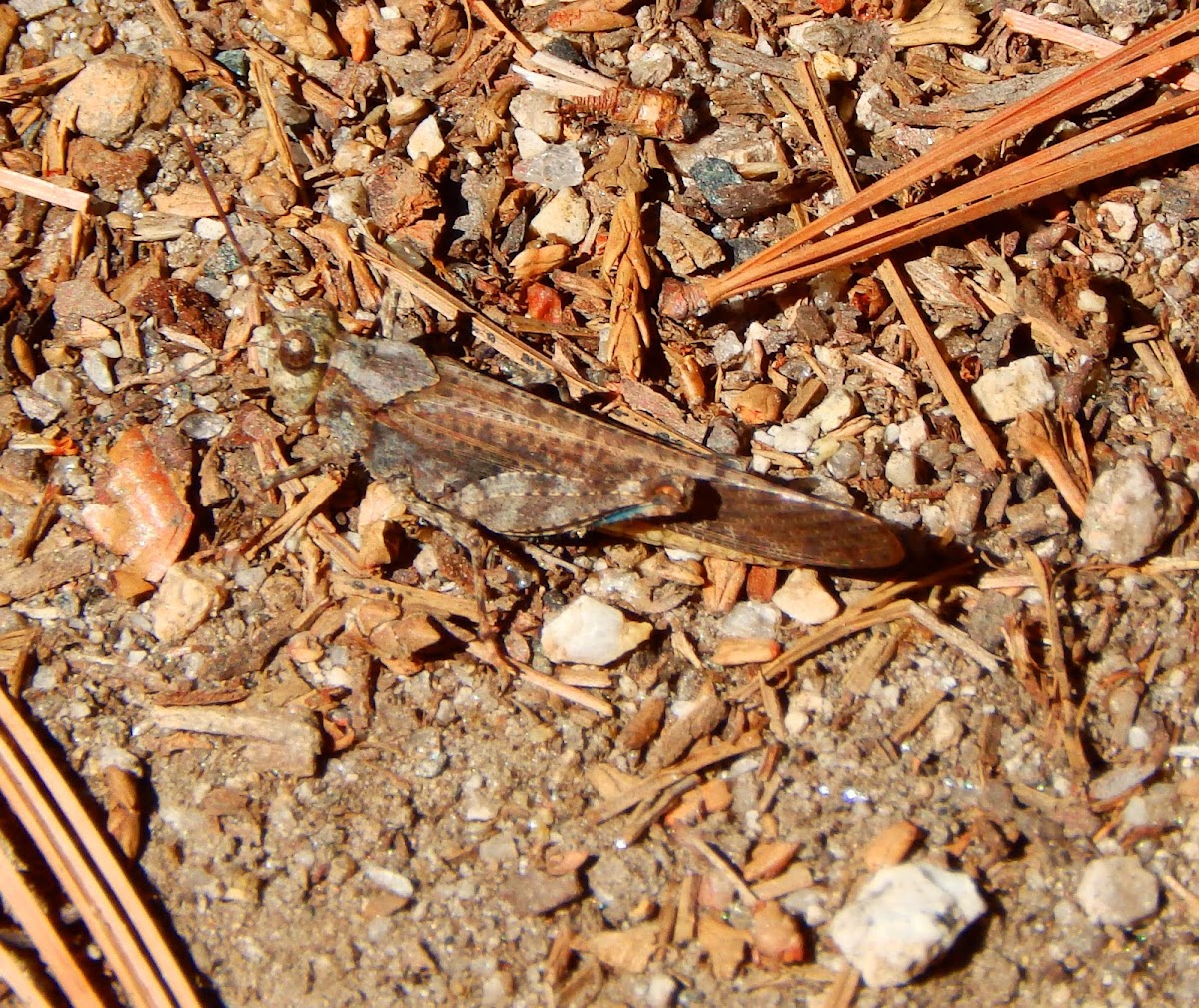 Sierra Blue-Winged Grasshopper