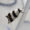 Banded Concealer Moth