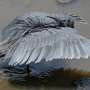 Black heron
