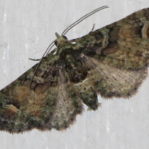 Common Bag Moth Nz