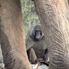 african elephant W/ Baboon