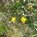 Birds Foot Trefoil