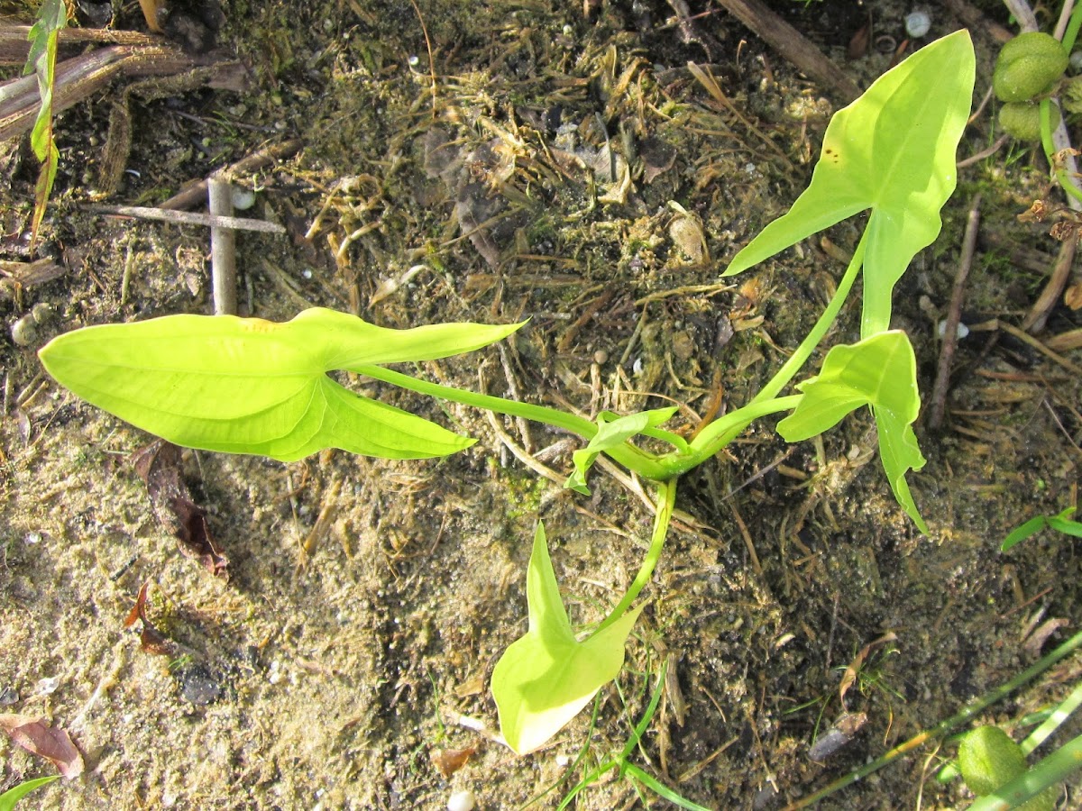 Broad-leaf Arrowhead