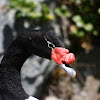 Cisne de Cuello Negro / Black-necked Swan