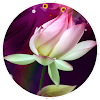 Lotus Live Wallpaper by technosoft