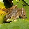 American Bullfrog