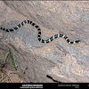 California Kingsnake